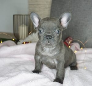 Buy Inferno French Bulldog