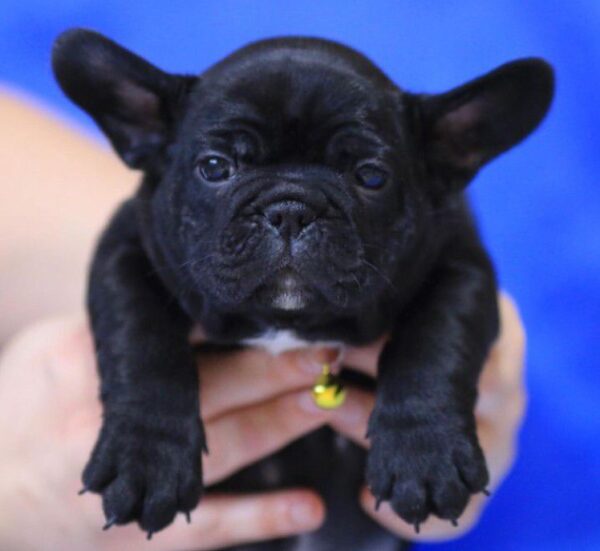 Buy Max French Bull Dog - Image 3