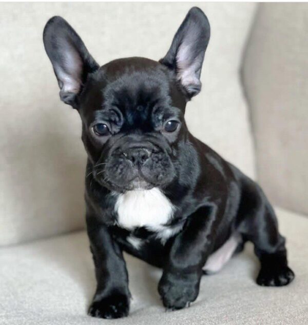 Buy Max French Bull Dog - Image 2