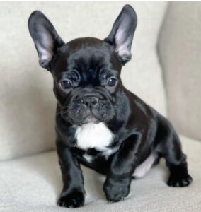 Buy Max French Bull Dog