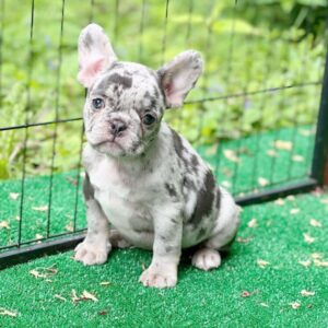 FRENCH BULLDOG FOR SALE