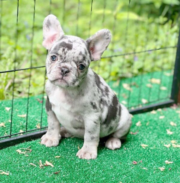 FRENCH BULLDOG FOR SALE