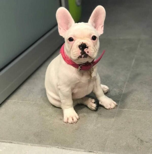 Buy Cookie French bulldog