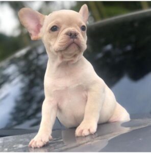 Buy Cookie French bulldog