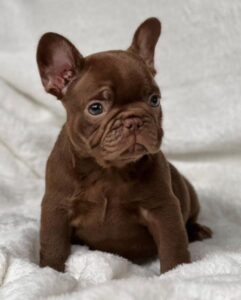 Buy Rocky French Bulldog