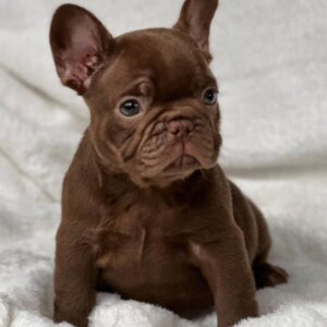 BUY FRENCHBULLDOG ONLINE