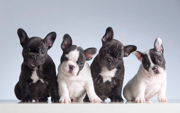 Where to buy french bulldogs