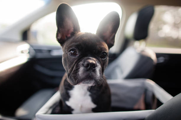 Buy French Bulldog Online