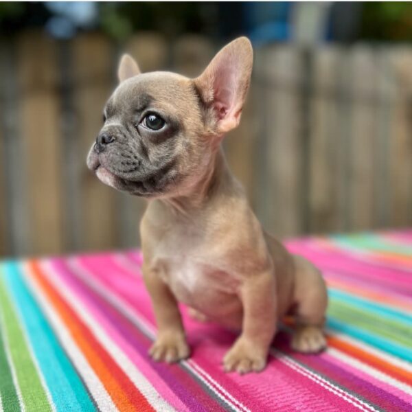 TAN FRENCH BULLDOG - Image 3