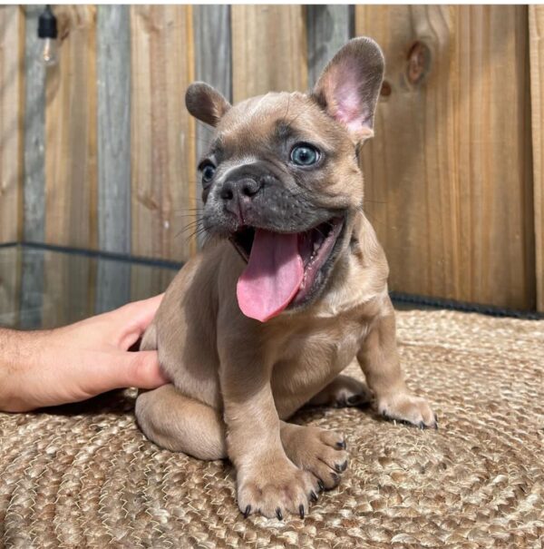 TAN FRENCH BULLDOG