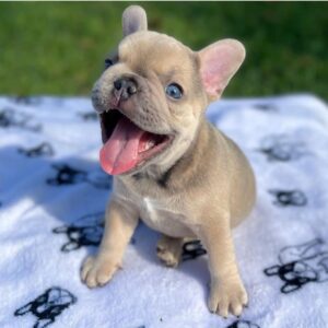 FRENCH BULLDOG PUPPY