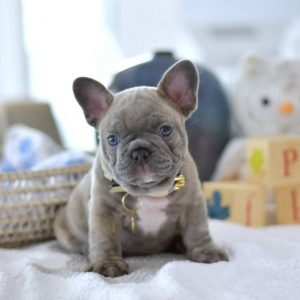 French Bulldog puppies for sale