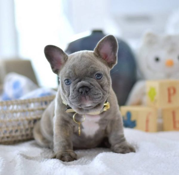 French Bulldog puppies for sale