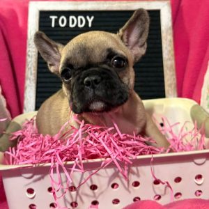 TODDY